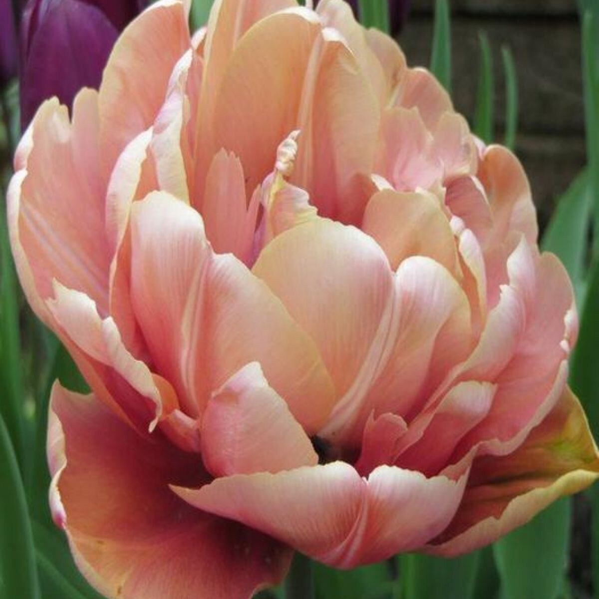 La Belle Epoque Double Early Tulip